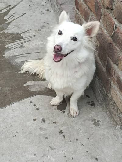 Russian female dog very active and healthy play fully dog vaccine done
