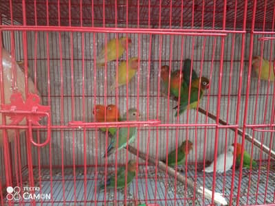 lover birds for sale