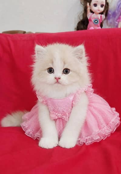 cute and healthy kittens for sale