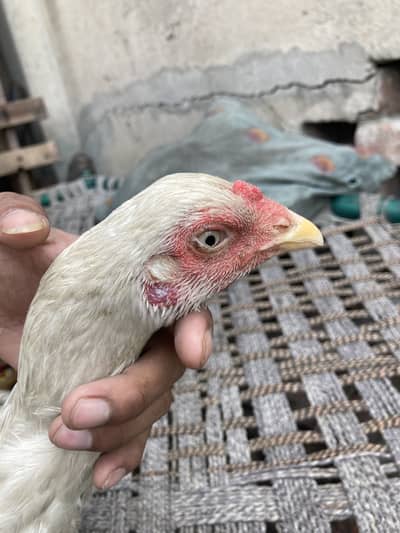 Home breed aseel lakhi madi and white madi