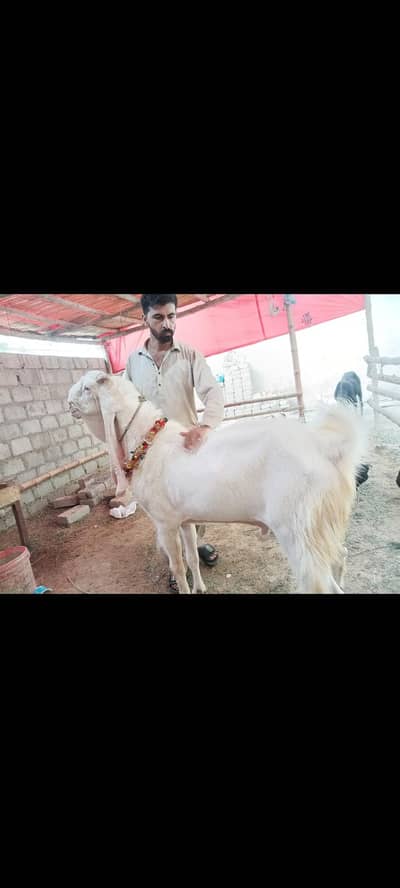 Gulabi pair for sale