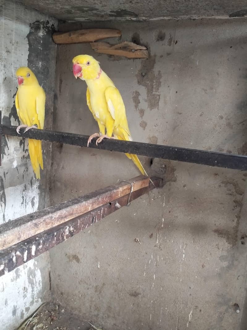 Yellow Ringneck Pair 0
