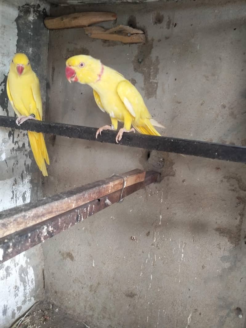 Yellow Ringneck Pair 1