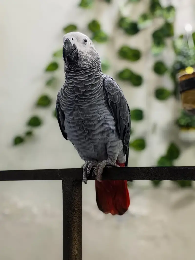 African Gray Tammed Talking Parrot