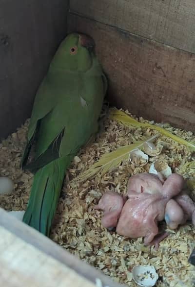 Green Parrot Breeding Setup