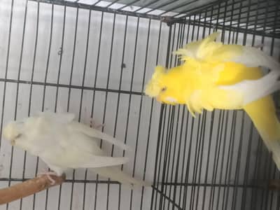 hogoromo breeder pair