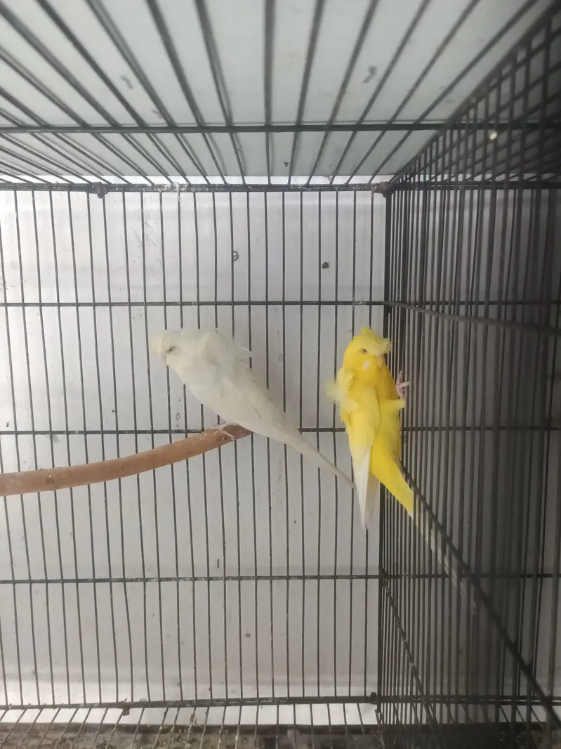hogoromo breeder pair — photo 6