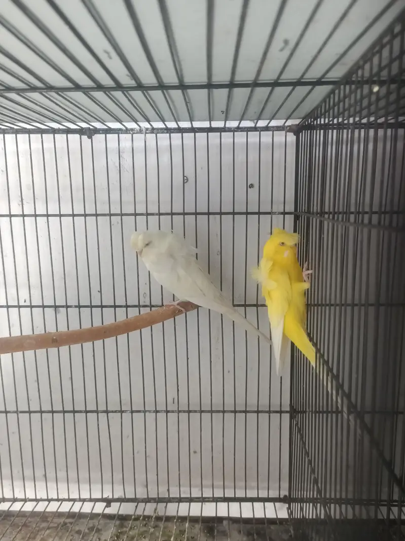hogoromo breeder pair — photo 7