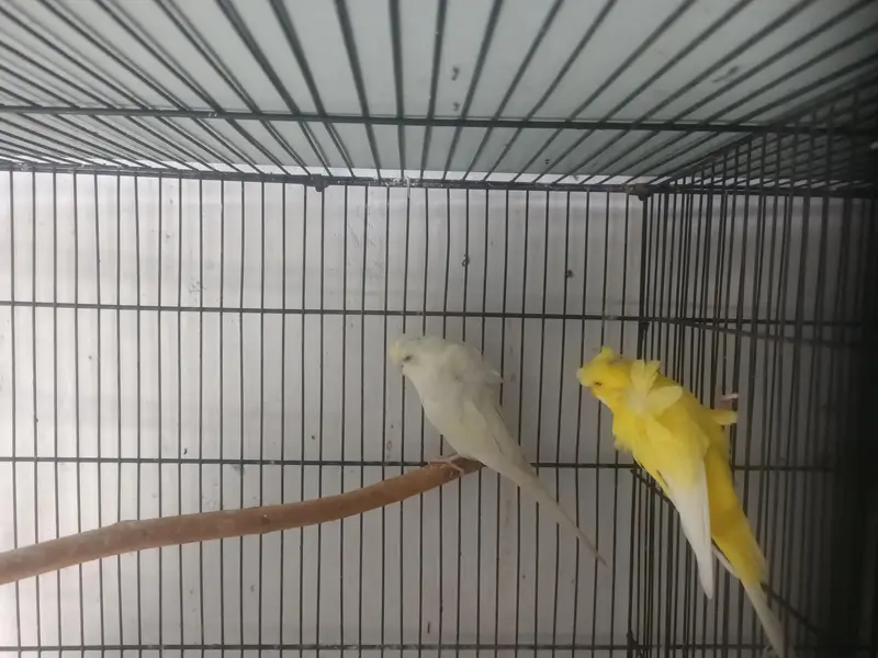 hogoromo breeder pair — photo 8
