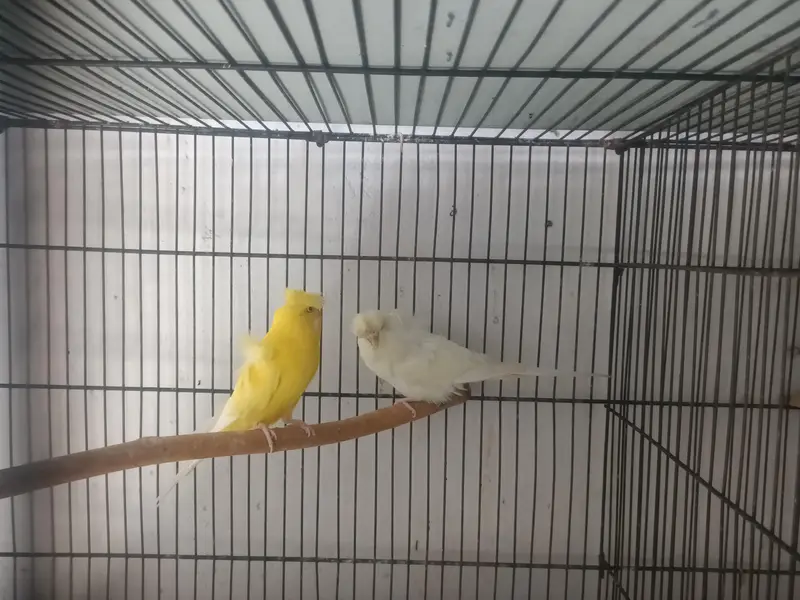 hogoromo breeder pair — photo 9