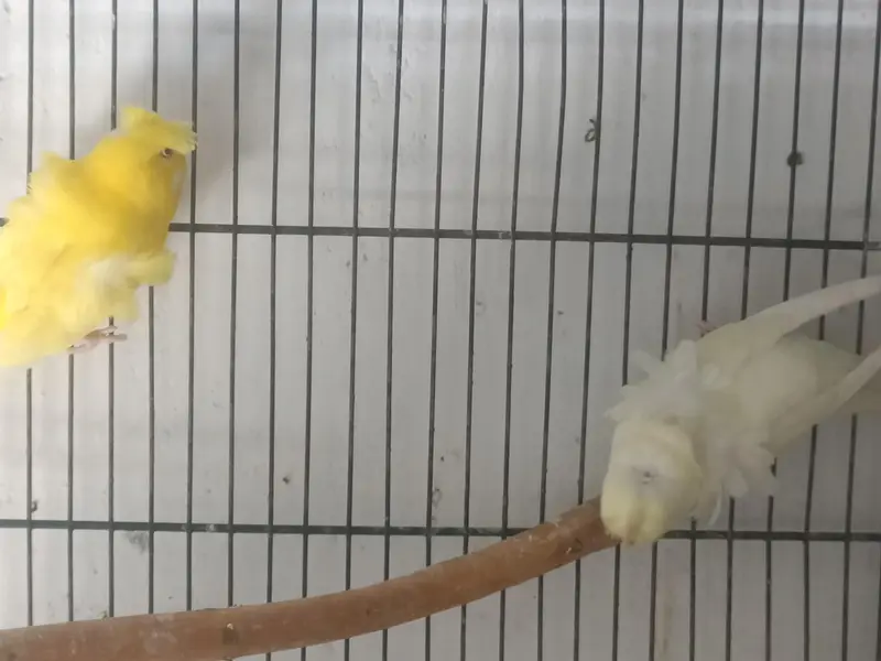 hogoromo breeder pair — photo 10