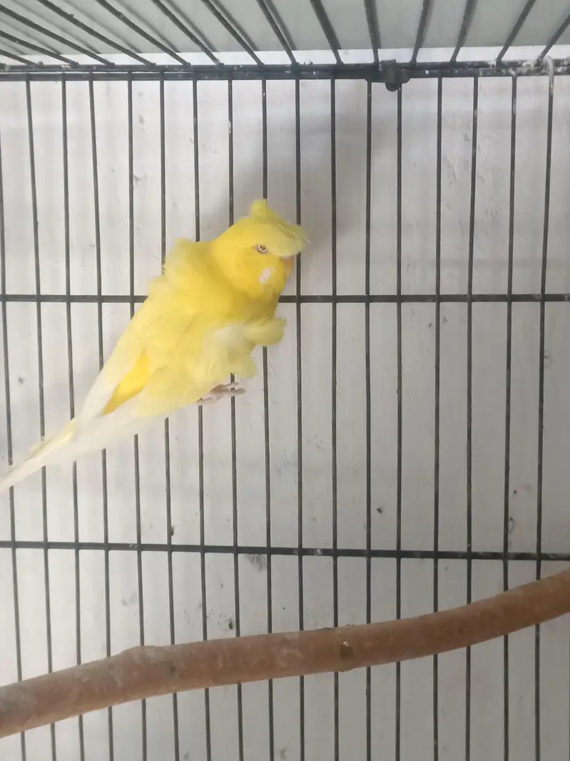 hogoromo breeder pair — photo 11