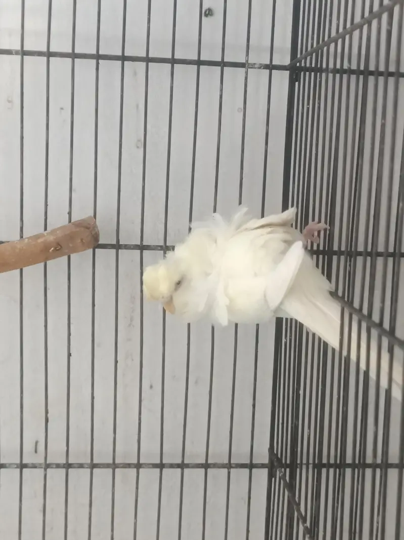hogoromo breeder pair — photo 12