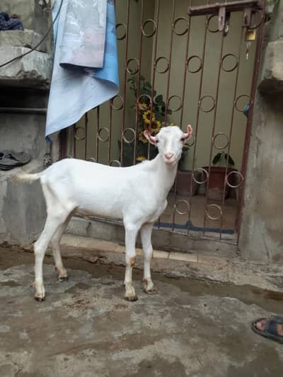 teddy goat