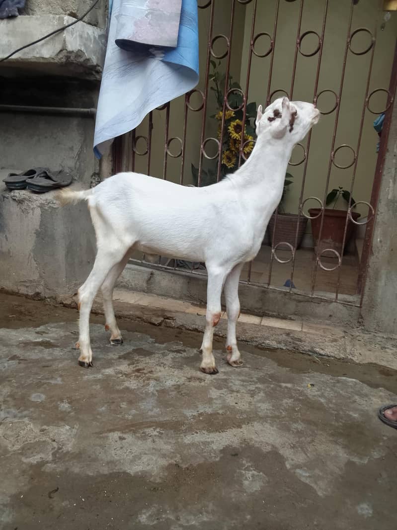 teddy goat 2