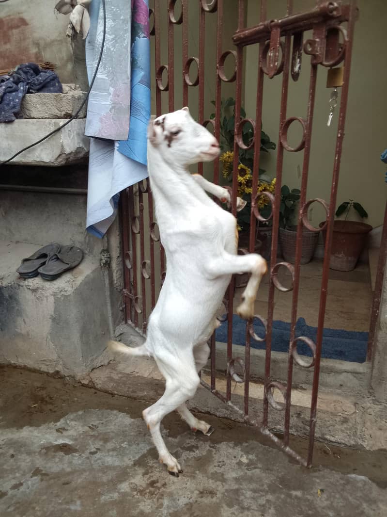 teddy goat 3