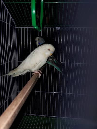 exhibition pair