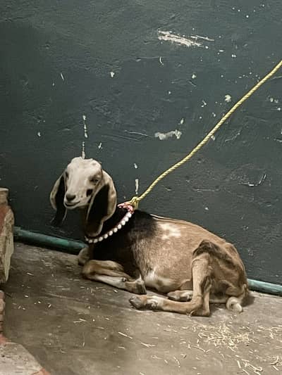 Bakri for sale