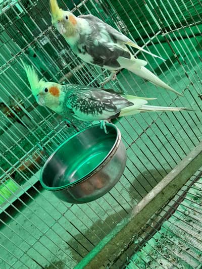 confirm breeder cocktail pair
