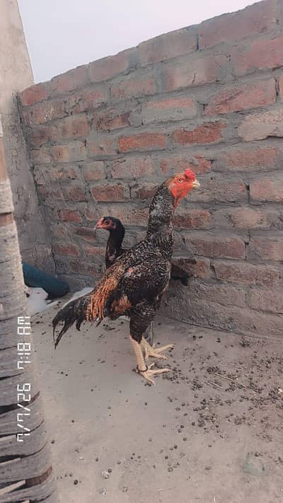 shamo aseel 2 year