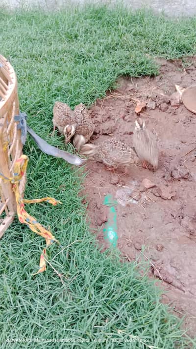 4 tetar chicks age 30 day's