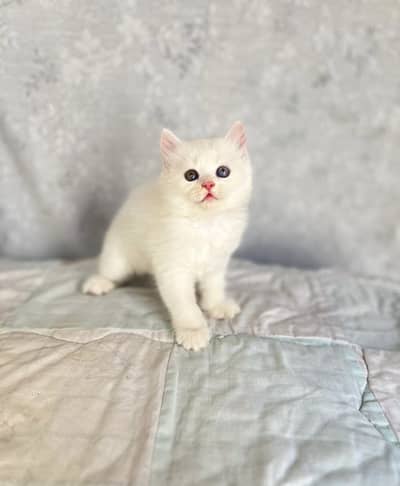 White female and triple shaded male kitten for sale
