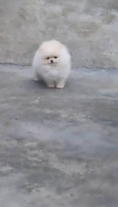 Pomeranian puppy fore sale whtsaap number 0314//6723//435
