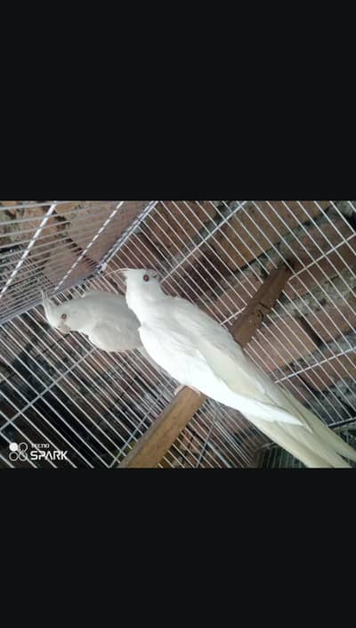 Aino cocktail pair available and female pied ,Grey number 03117246019