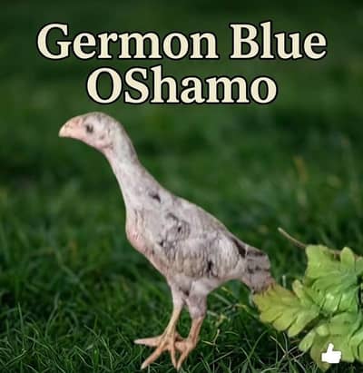 Blue OShamo chicks