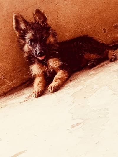 German shepherd puppy female