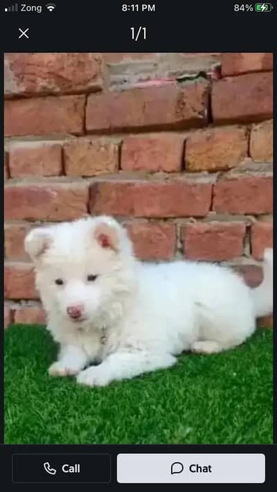 Russian dog for sale