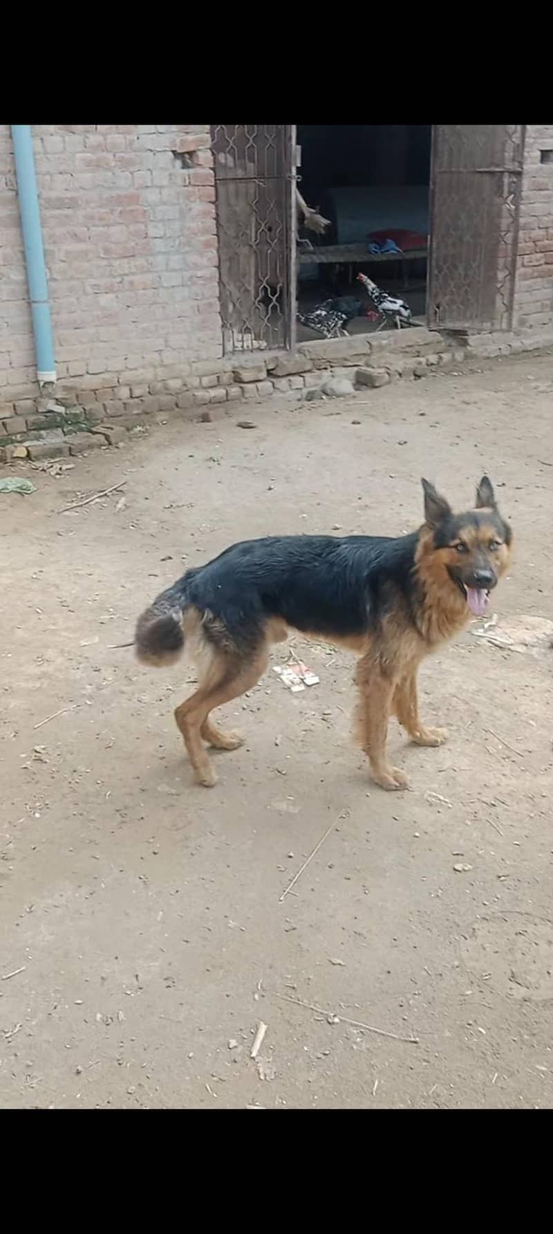 exchange for German shepherd female 1