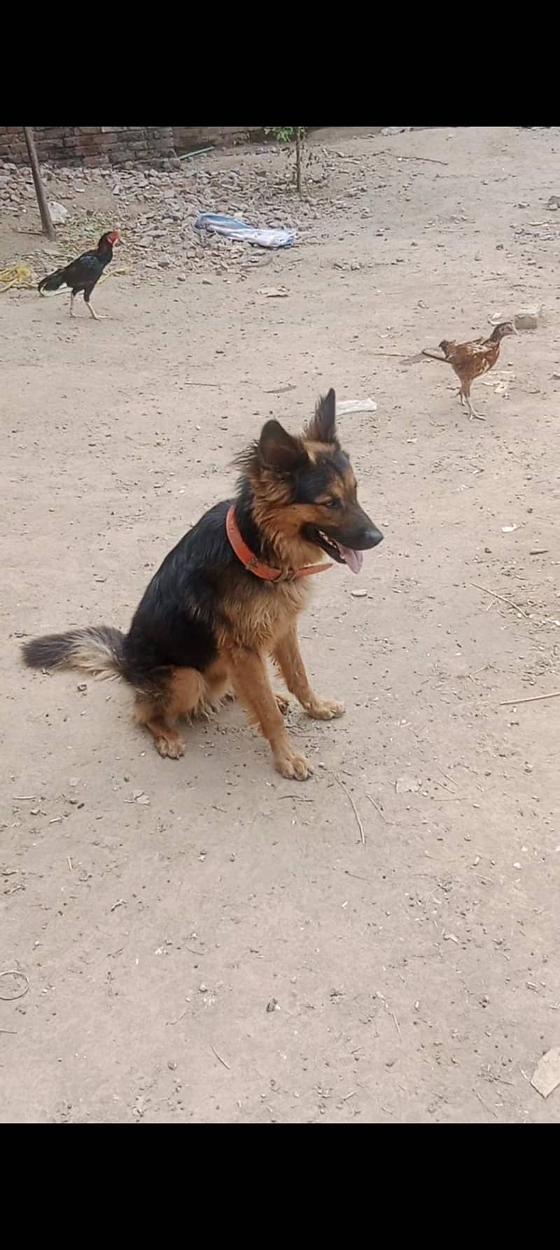 exchange for German shepherd female 2