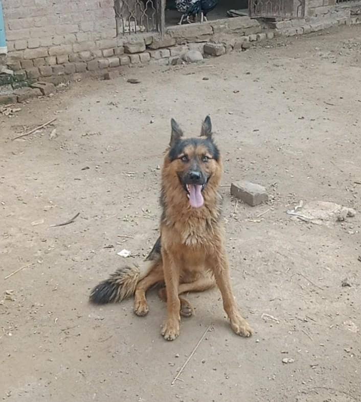 exchange for German shepherd female 3