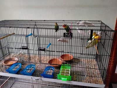 parrots with cage - love birds - fisher - albino