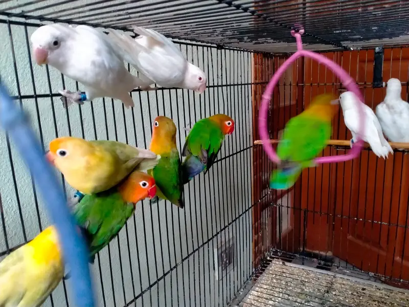 parrots with cage - love birds - fisher - albino — photo 2