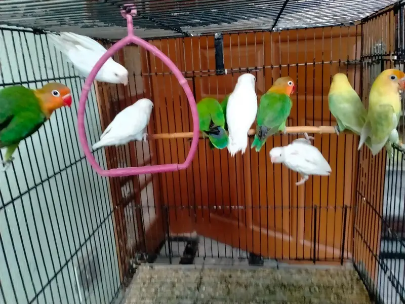 parrots with cage - love birds - fisher - albino — photo 3