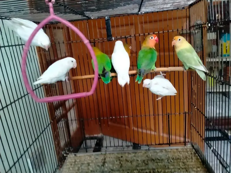 parrots with cage - love birds - fisher - albino — photo 4