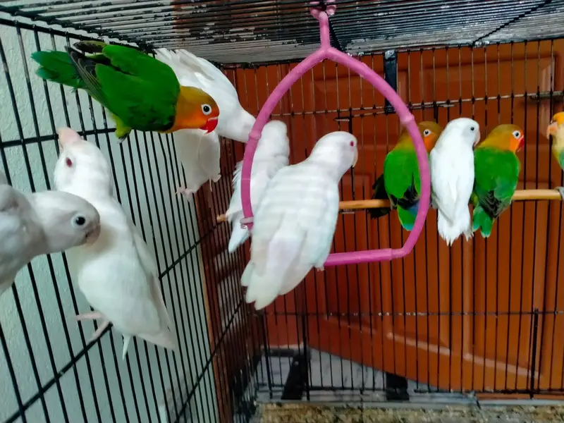 parrots with cage - love birds - fisher - albino — photo 5