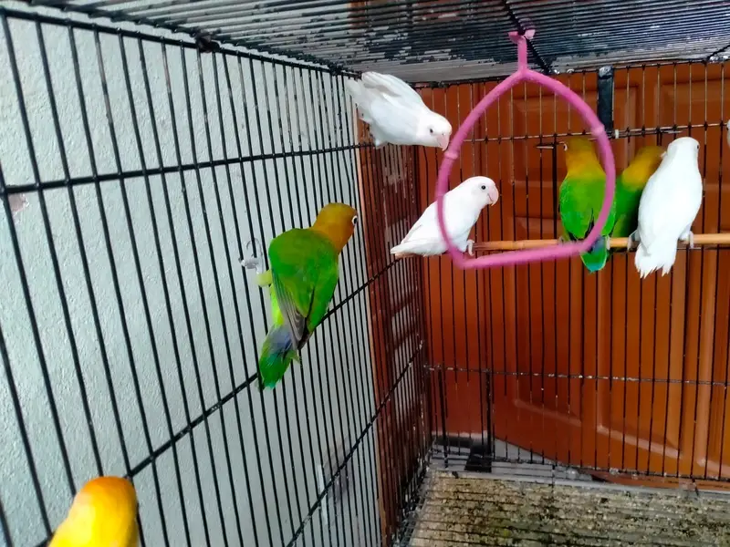 parrots with cage - love birds - fisher - albino — photo 6