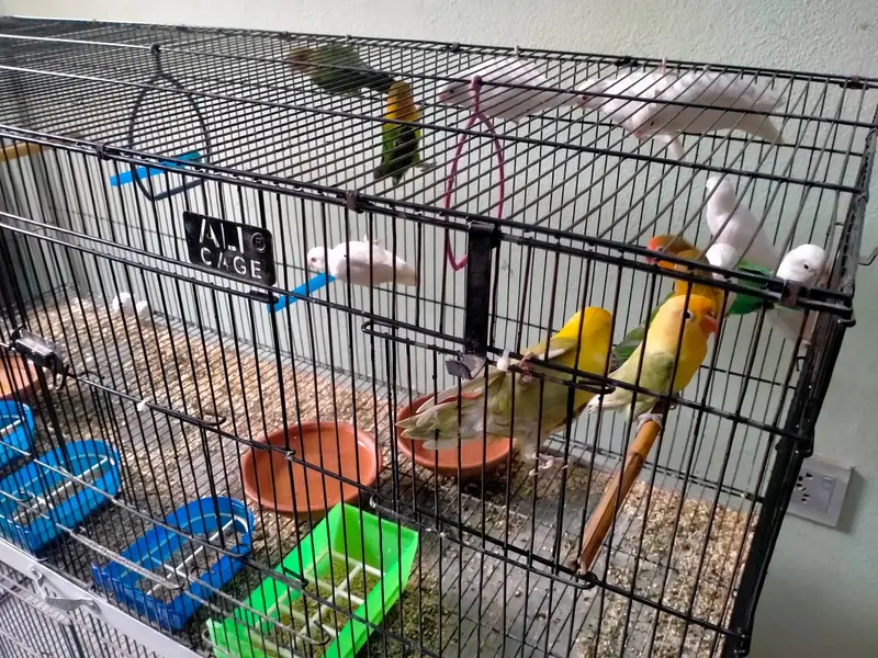 parrots with cage - love birds - fisher - albino — photo 7