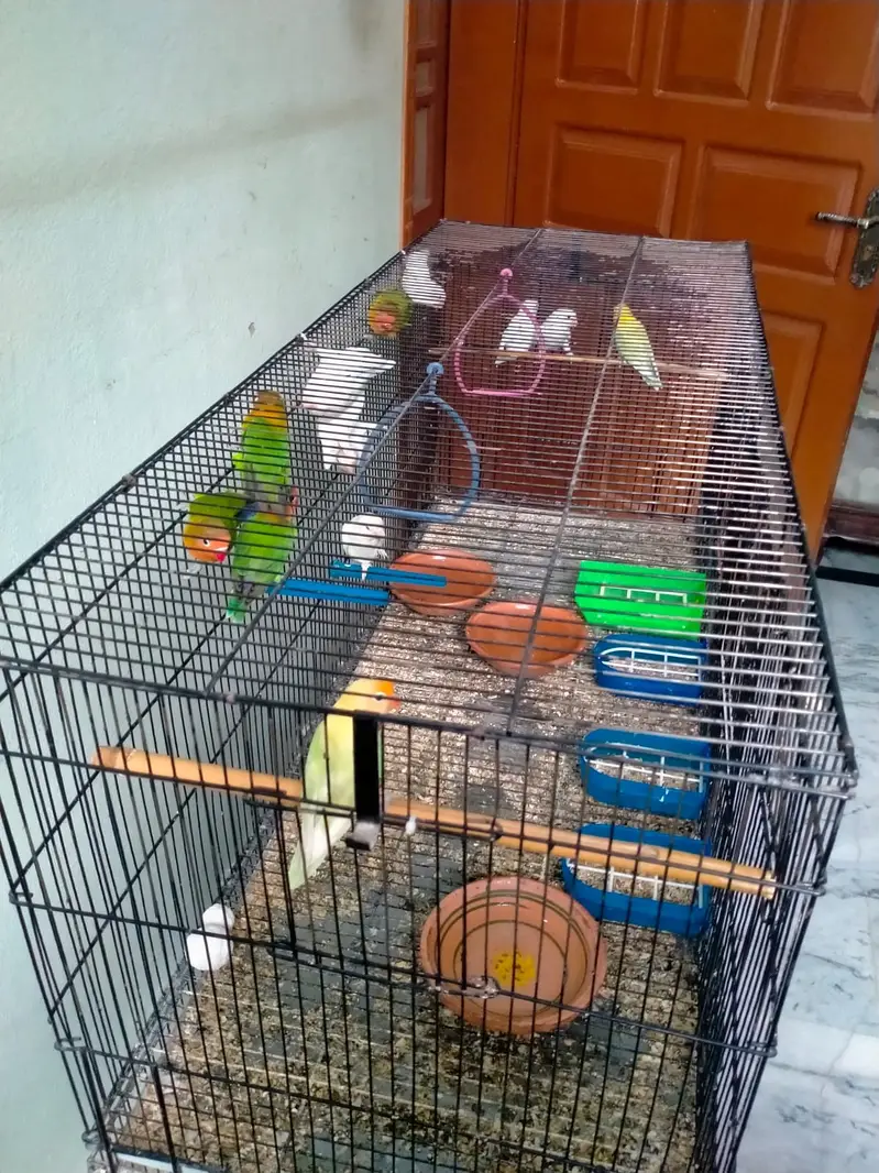 parrots with cage - love birds - fisher - albino — photo 8