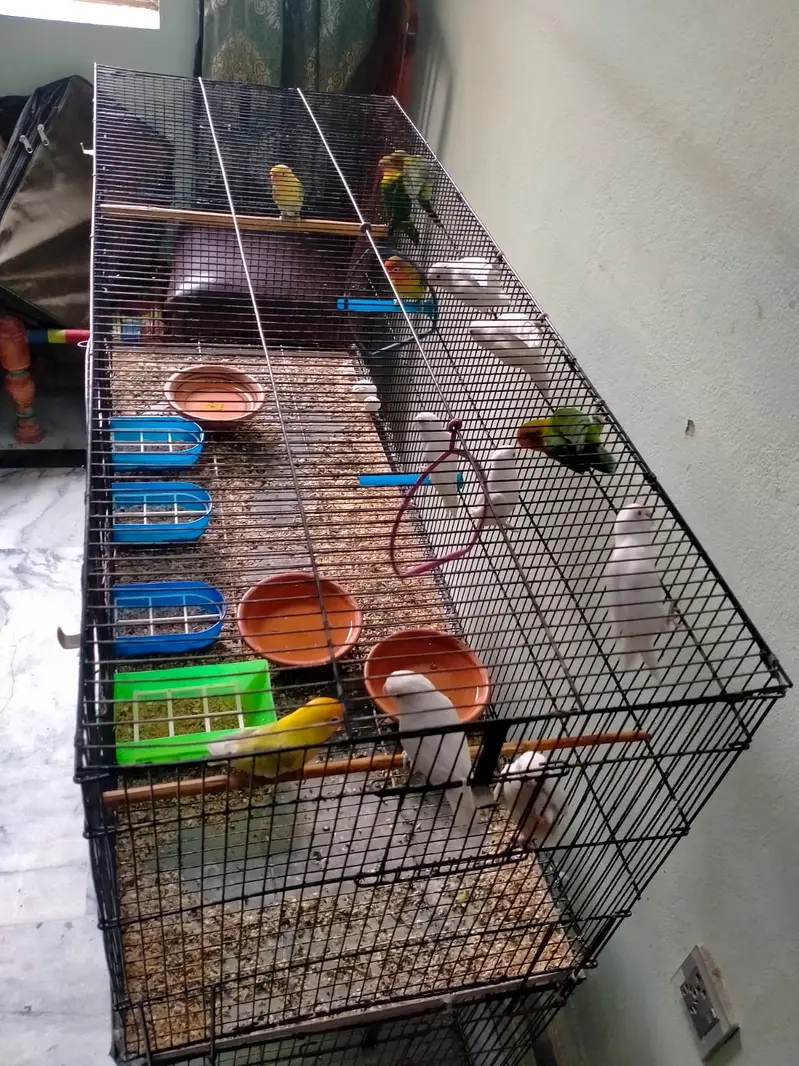 parrots with cage - love birds - fisher - albino — photo 9