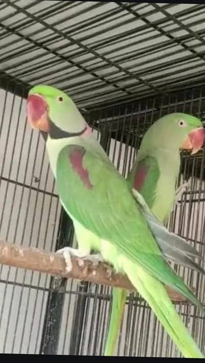 Raw parrot