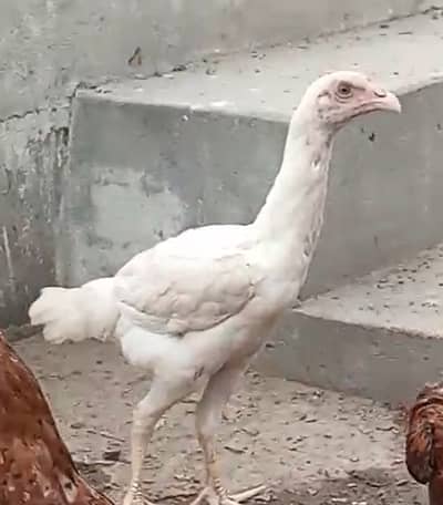 Heera Aseel | Desi Chicks | Aseel Cross | Broody Hens | Silver Subrig