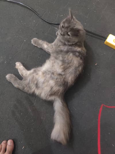 Persian female cat