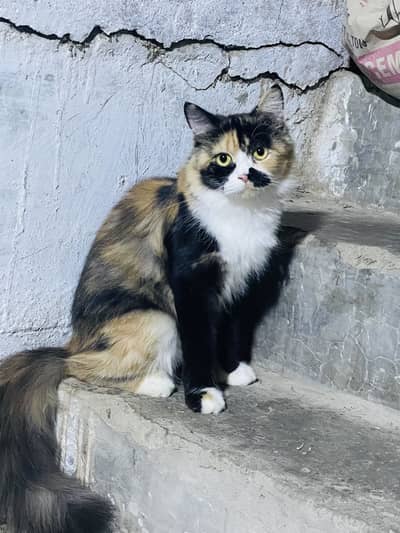 Matted female