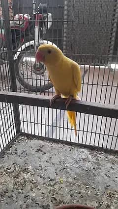 baby parrot