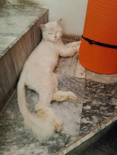 Double Coated Persian Male Cat