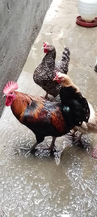 golden misri andoo wali murghiaa for sale